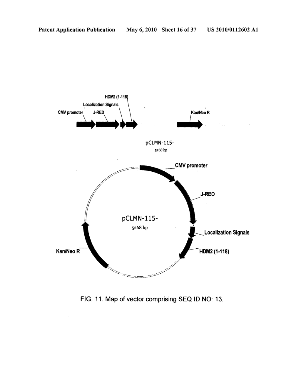 Protein-Protein Interaction Biosensors and Methods of Use Thereof - diagram, schematic, and image 17