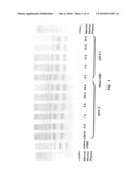 METHODS FOR DETERMINING ACTIVE INGREDIENTS IN PRO-DRUG PEG PROTEIN CONJUGATES WITH RELEASABLE PEG REAGENTS (IN VITRO DE-PEGYLATION) diagram and image