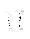 Generation of modified polymerases for improved accuracy in single molecule sequencing diagram and image