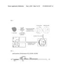 NUCLEIC ACIDS AND CONSTRUCTS FOR INCREASING GALACTOSE CATABOLISM AND METHODS THEREFOR diagram and image