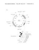 NUCLEIC ACIDS AND CONSTRUCTS FOR INCREASING GALACTOSE CATABOLISM AND METHODS THEREFOR diagram and image