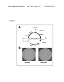 MICROCIN H47 PLASMID SELECTION SYSTEM diagram and image