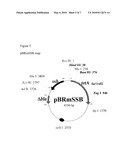 MICROCIN H47 PLASMID SELECTION SYSTEM diagram and image