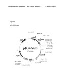 MICROCIN H47 PLASMID SELECTION SYSTEM diagram and image