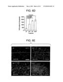 Stem Cell Aggregate Suspension Compositions and Methods of Differentiation Thereof diagram and image