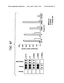 Stem Cell Aggregate Suspension Compositions and Methods of Differentiation Thereof diagram and image