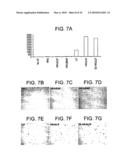 Stem Cell Aggregate Suspension Compositions and Methods of Differentiation Thereof diagram and image