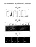 Stem Cell Aggregate Suspension Compositions and Methods of Differentiation Thereof diagram and image