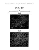 Stem Cell Aggregate Suspension Compositions and Methods of Differentiation Thereof diagram and image