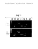 Stem Cell Aggregate Suspension Compositions and Methods of Differentiation Thereof diagram and image