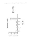 siRNA targeting vascular endothelial growth factor (VEGF) diagram and image