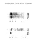 EXTRACELLULAR MATRIX-BINDING PROTEINS FROM STAPHYLOCOCCUS AUREUS diagram and image