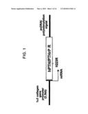 PARATHYROID HORMONE RECEPTOR ACTIVATION AND STEM AND PROGENITOR CELL EXPANSION diagram and image