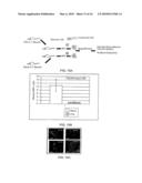 PARATHYROID HORMONE RECEPTOR ACTIVATION AND STEM AND PROGENITOR CELL EXPANSION diagram and image