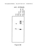 FACTOR VIII POLYMER CONJUGATES diagram and image