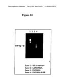 Compositions and Methods for Treating and Preventing Cancer Using Analogs of Vitamin D diagram and image