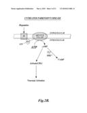 USE OF PDE7 INHIBITORS FOR THE TREATMENT OF MOVEMENT DISORDERS diagram and image