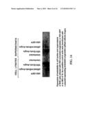 Recombinant VSV For The Treatment of Tumor Cells diagram and image