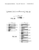 ISOLATED DNA FRAGMENT OF THE HUMAN A33 PROMOTER AND ITS USE TO CONTROL THE EXPRESSION OF A HETEROLOGOUS GENE IN TUMOR CELLS diagram and image