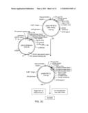 ISOLATED DNA FRAGMENT OF THE HUMAN A33 PROMOTER AND ITS USE TO CONTROL THE EXPRESSION OF A HETEROLOGOUS GENE IN TUMOR CELLS diagram and image