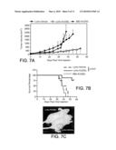 ISOLATED DNA FRAGMENT OF THE HUMAN A33 PROMOTER AND ITS USE TO CONTROL THE EXPRESSION OF A HETEROLOGOUS GENE IN TUMOR CELLS diagram and image