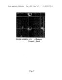 NOVEL SCAVENGER RECEPTOR diagram and image