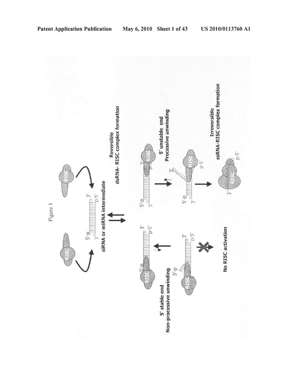 siRNA targeting myeloid differentiation primary response gene (88) (MYD88) - diagram, schematic, and image 02