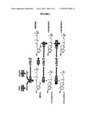 Plants with altered carbon allocation diagram and image