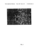 GFP-TRANSFECTED CLON PIG, GT KNOCK-OUT CLON PIG AND METHODS FOR PRODUCTIONS THEREOF diagram and image