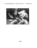 GFP-TRANSFECTED CLON PIG, GT KNOCK-OUT CLON PIG AND METHODS FOR PRODUCTIONS THEREOF diagram and image