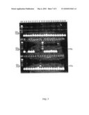 GFP-TRANSFECTED CLON PIG, GT KNOCK-OUT CLON PIG AND METHODS FOR PRODUCTIONS THEREOF diagram and image