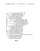 MANIPULATION OF GLUTAMINE SYNTHETASES (GS) TO IMPROVE NITROGEN USE EFFICIENCY AND GRAIN YIELD IN HIGHER PLANTS diagram and image