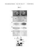 Ocp3 gene of arabidopsis thaliana and the ocp3 recessive mutation thereof, and the use of same as a resistance regulator in plants with disease caused by necrotrophic fungal pathogens diagram and image