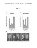 Ocp3 gene of arabidopsis thaliana and the ocp3 recessive mutation thereof, and the use of same as a resistance regulator in plants with disease caused by necrotrophic fungal pathogens diagram and image