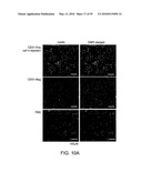 Therapeutic Use of CD31 Expressing Cells diagram and image