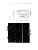 Therapeutic Use of CD31 Expressing Cells diagram and image