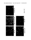 Therapeutic Use of CD31 Expressing Cells diagram and image