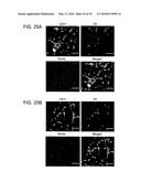 Therapeutic Use of CD31 Expressing Cells diagram and image