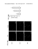 Therapeutic Use of CD31 Expressing Cells diagram and image