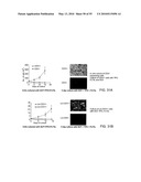 Therapeutic Use of CD31 Expressing Cells diagram and image