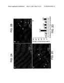 Telencephalic Glial-Restricted Cell Populations and Related Compositions and Methods diagram and image