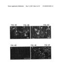 Telencephalic Glial-Restricted Cell Populations and Related Compositions and Methods diagram and image