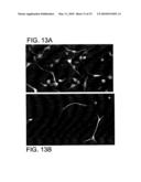 Telencephalic Glial-Restricted Cell Populations and Related Compositions and Methods diagram and image