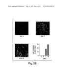 METHODS AND COMPOSITIONS RELATED TO MODULATING THE EXTRACELLULAR STEM CELL ENVIRONMENT diagram and image