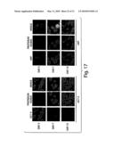 METHODS AND COMPOSITIONS RELATED TO MODULATING THE EXTRACELLULAR STEM CELL ENVIRONMENT diagram and image