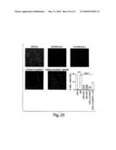 METHODS AND COMPOSITIONS RELATED TO MODULATING THE EXTRACELLULAR STEM CELL ENVIRONMENT diagram and image