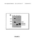 Composition comprising the N-terminal region of histone H2B of Leishmania - use thereof for inducing an immune response diagram and image
