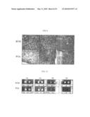 THERAPEUTIC COMPOSITE FOR CARTILAGE DISORDER USING EXTRACELLULAR MATRIX (ECM) SCAFFOLD diagram and image