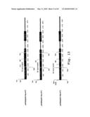 EXPRESSION OF HUMAN MILK PROTEINS IN TRANSGENIC PLANTS diagram and image