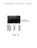 EXPRESSION OF HUMAN MILK PROTEINS IN TRANSGENIC PLANTS diagram and image